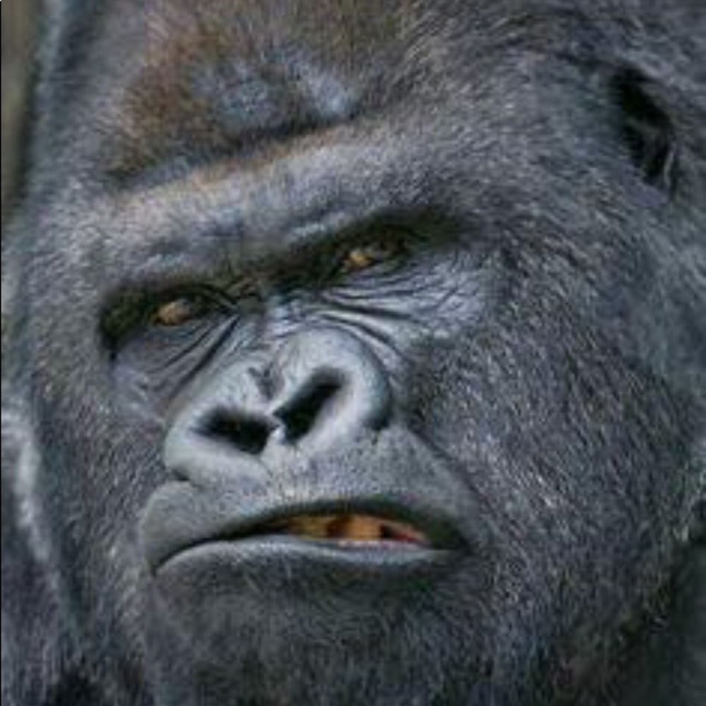 Meet your Posher, Anthony